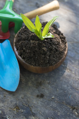 gardening tools and young potted plant