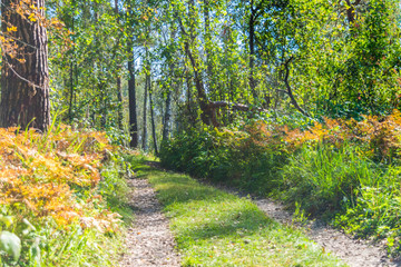Forest road in the early autumn
