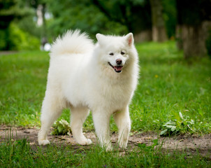 Big dog (Husky, Samoyed) at the park.