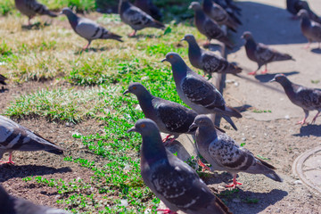 Fototapeta premium a flock of pigeons sitting on the ground in the city Park