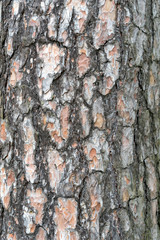 trunk of an old pine tree as a natural background