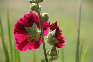 Rose trémière