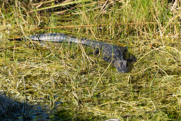 USA, Florida, Crocodile sitting in the sun of everglades swamp
