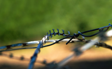 barbed wire close-up against a green outline of trees