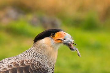 Adult caracara caught a mouse and holds its leg in its beak. Close up. Caracara plancus bird, Chile