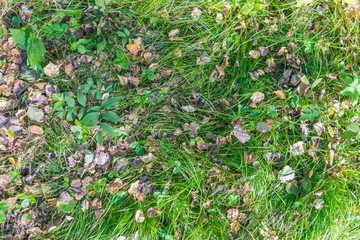 Fallen autumn leaves on green grass