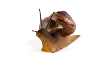 Garden snail ,isolated on white