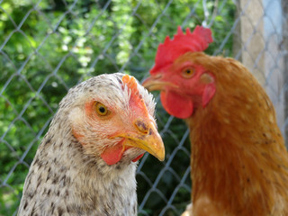 Brown and spotted chickens on the summer farm against the wire mesh, close-up. Domestic laying hen and rooster in the chicken coop