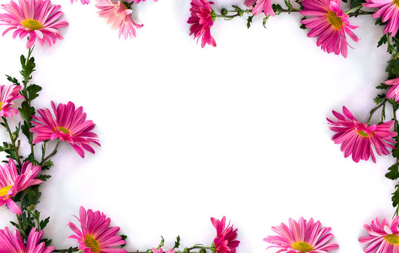Frame of flowers pink chrysanthemum on a white background with space for text