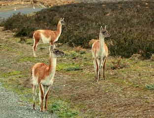 Three guanacos (Lama guanicoe ) are standing on the road. Chile. Torres del Paine national park. Patagonia. South America