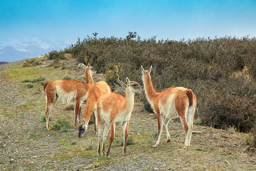 Naklejka na ściany i meble Four guanacos are walking near road. Torres del Paine national park. Altiplano, Chile. Patagonia