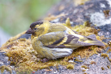 Eurasian Siskin