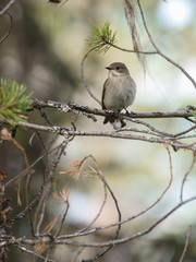 European pied flycatcher