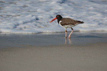 Oystercatcher