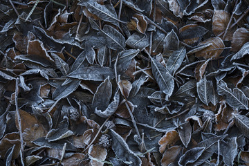 Gefrorenes Laub farbig I