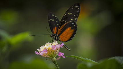 Obraz na płótnie Canvas Heliconius Doris Butterfly