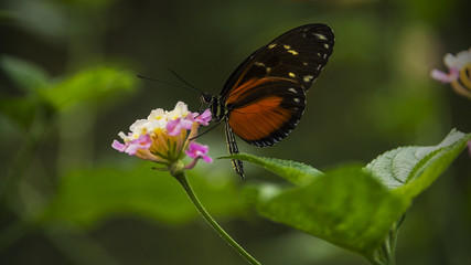 Heliconius Doris Butterfly