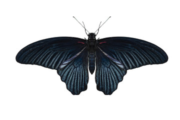 Obraz premium Great Mormon Butterfly on white