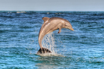 Naklejka premium Dolphin jumping in Panama City Beach, Fl
