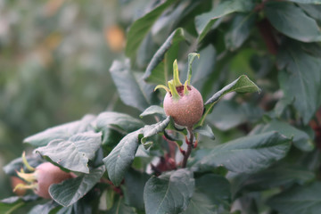 Medlar in a tree