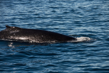 Walkrücken eines Buckelwals vor der Westküste Amerikas