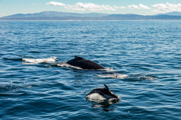 Wal und Delfin vor der Westküste Amerikas