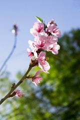 Obraz premium Close up peach tree branch with flower blossoms, natural background and sky view