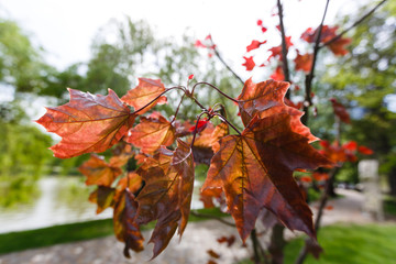 First autumn symbols