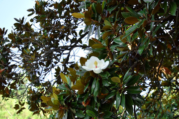 A white flower of blooming magnolia tree