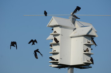 Purple Martins