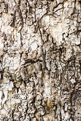 Gray tree bark with cracks in the surface. Old weathered wood cracked bark texture and backgrounds.