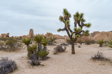 Joshua Tree Nationalpark Landschaft
