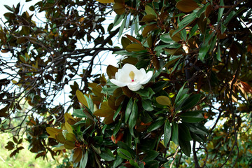 Une fleur blanche de magnolia en fleurs