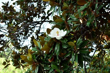 Photo sur Plexiglas Magnolia Une fleur blanche de magnolia en fleurs