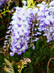 Close up of Wisteria `Blue Moon` in bloom growing along the top of a wall. Cluster of blue flowers climbing and hanging over the fence. Wisteria Macrostachya `Blue Moon` flowering best in full sun. Be