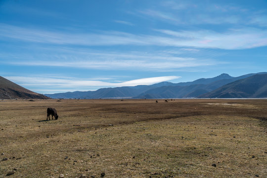 Napa Hai Nature Reserve: Archery Field In Deqen Tibetan Autonomous Prefecture, Yunnan, China.