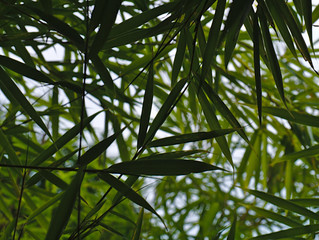 Obraz na płótnie Canvas Bambus