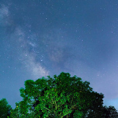 Milky Way over the Mango Tree