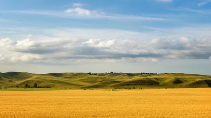 Deurstickers панорама зеленых холмов с облачным небом и желтым полем, Россия © 7ynp100
