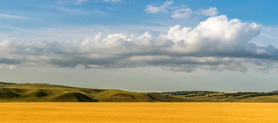 Fotobehang панорама зеленых холмов с облачным небом и желтым полем, Россия © 7ynp100