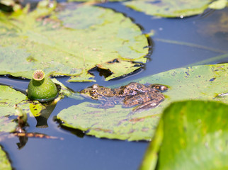 Common frog on a partially submerged on a  lily pad - focus on eye