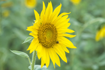 bee on a sunflower