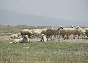 sheep flock