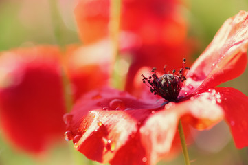 Poppy covered with water drops after rain, macro, closeup