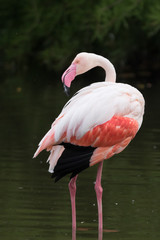 Flamingo