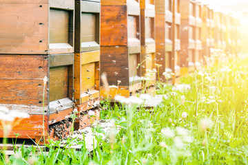 Bienenhaus im  Blumenfeld