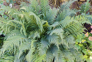  fern plant