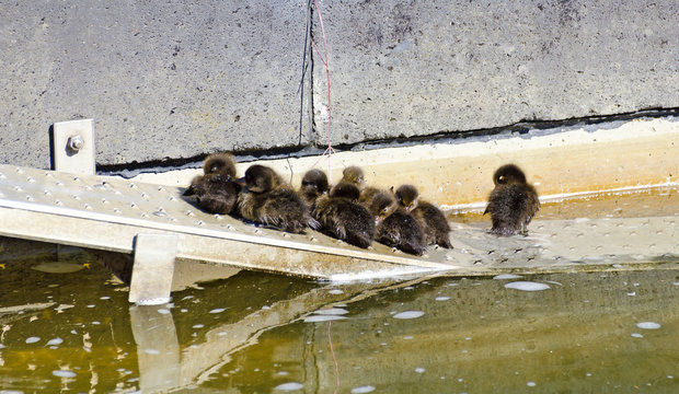 group of wild duck chicks