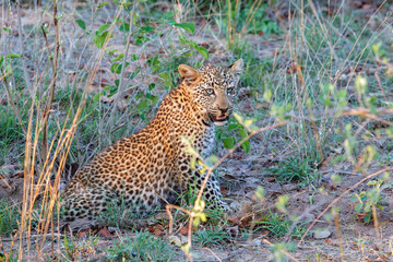 Leopard cub in Sabi Sands Game Reserve part of the Greater Kruger Region in South Africa