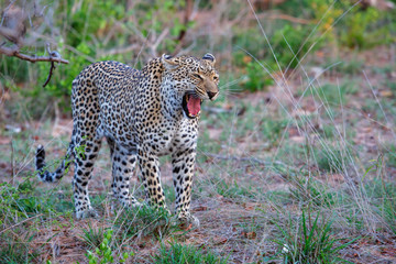 Leopard female yawning in Sabi Sands Game Reserve part of the Greater Kruger Region in South Africa